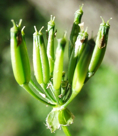Anthriscus sylvestris, Wiesen-Kerbel, Früchte