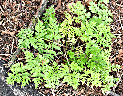 Anthriscus sylvestris, Wiesen-Kerbel, Grundblätter