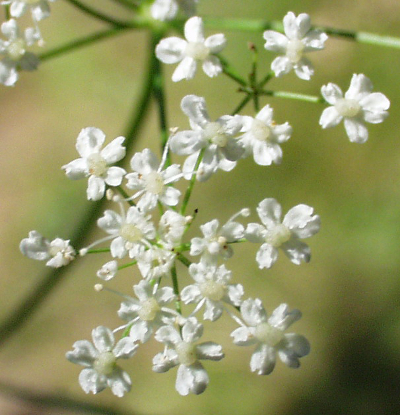 Carum carvi, Kümmel, Blüten
