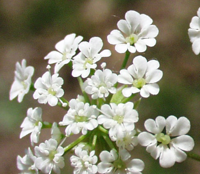 Chaerophyllum temulum, Taumel-Kälberkropf, Blüten