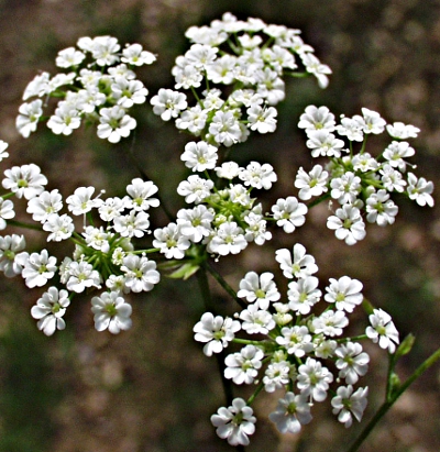 Chaerophyllum temulum, Taumel-Kälberkropf, Blüten