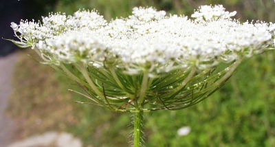 Daucus carota, Wilde Mhre, Bltenstand