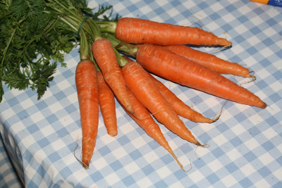 Daucus carota, Bundmöhren