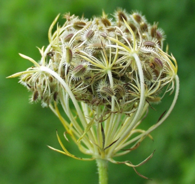 Daucus carota, Wilde Möhre, Fruchtstand