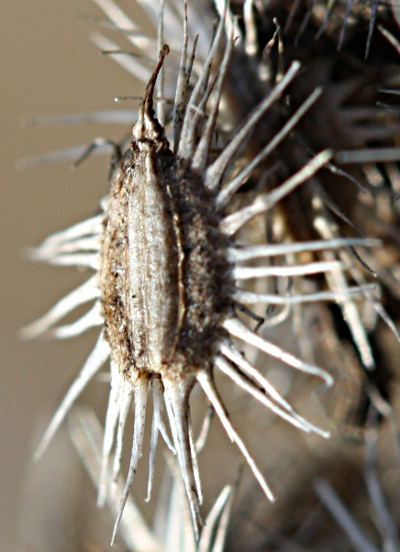 Daucus carota, Früchte der Wilden Möhre