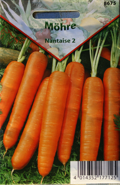 Daucus carota, Mhre, Saat