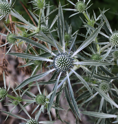 Eryngium amethystinum, Mannstreu