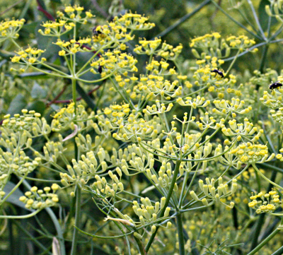Foeniculum vulgare, Fenchel