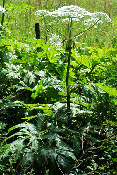 Heracleum mantegazzianum, Riesen-Bärenklau