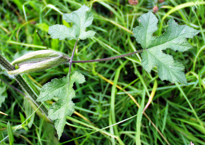 Heracleum sphondylium, Wiesen-Bärenklau, Stängelblatt