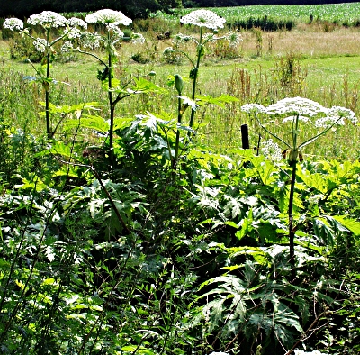 Heracleum mantegazzianum, Riesen-Bärenklau