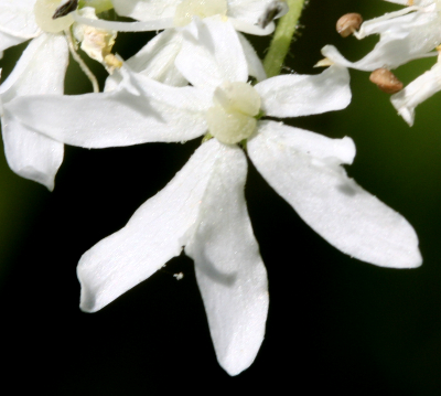 Heracleum mantegazzianumm, Riesen-Bärenklau, Blüte