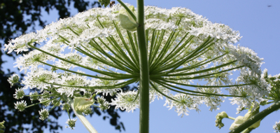 Heracleum mantegazzianum, Riesen-Bärenklau, Blütenstand