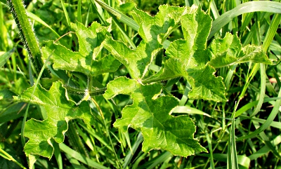 Heracleum sphondylium, Wiesen-Brenklau, Blatt