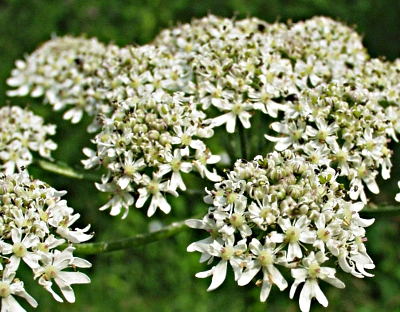 Heracleum sphondylium, Wiesen-Brenklau, Blten