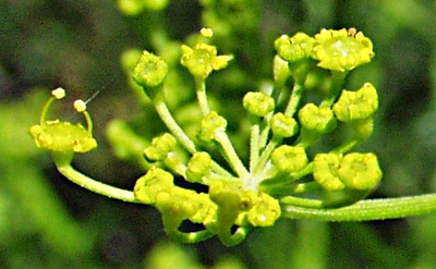 Pastinake (Pastinaca sativa), Blüten