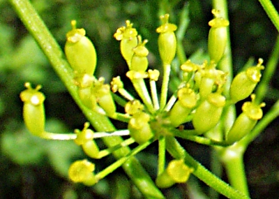 Pastinake (Pastinaca sativa), Früchte