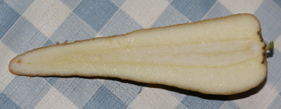 Pastinaca sativa, Pastinake, Wurzel im Längsschnitt
