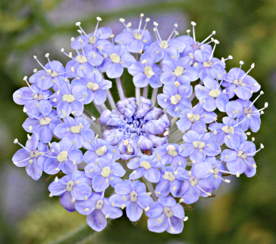 Trachymene coerulea, Blaudolde