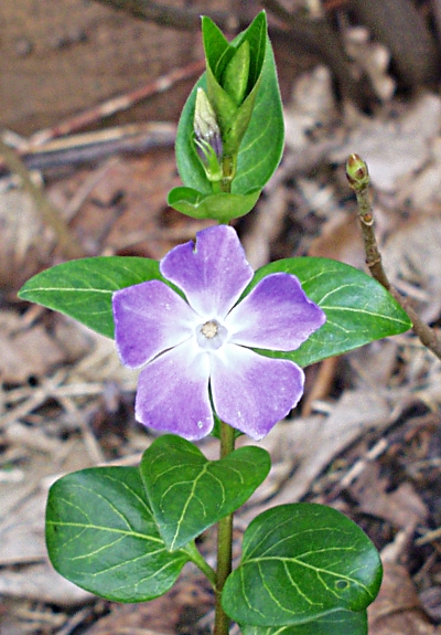 Vinca major, Großes Immergrün