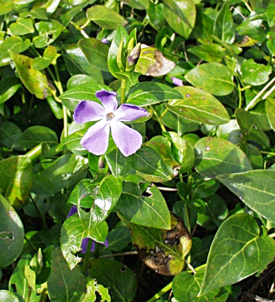 Vinca major, Gro�es Immergr�n