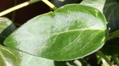 Vinca major, Gro�es Immergr�n, Blatt