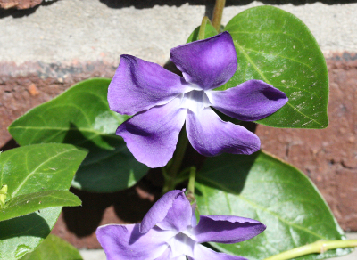Vinca major, Gro�es Immergr�n, Bl�te