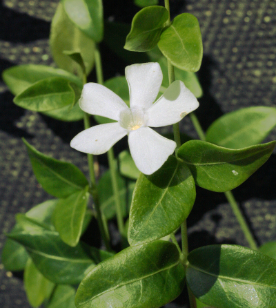 Vinca minor, Kleines Immergrün, weiß