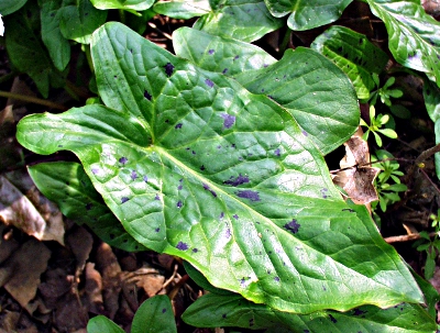 Gefleckter Aronstab (Arum maculatum), geflecktes Blatt