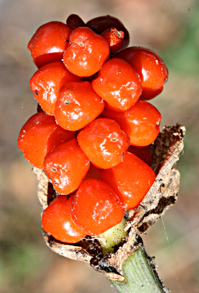 Gefleckter Aronstab (Arum maculatum), Fruchtstand