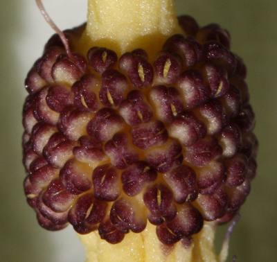 Gefleckter Aronstab (Arum maculatum), männliche Blüten