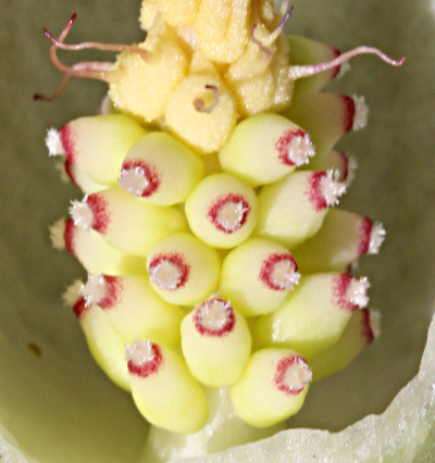 Gefleckter Aronstab (Arum maculatum), weibliche Blüten