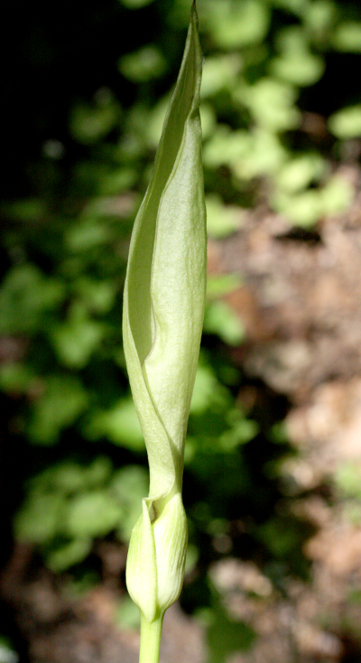 Gefleckter Aronstab (Arum maculatum), Spatha