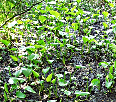 Calla palustris, Sumpf-Schlangenwurz, großer Bestand