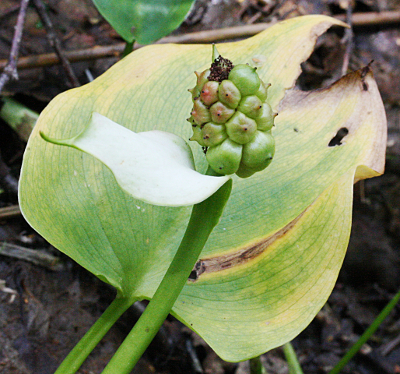 Calla palustris, Sumpf-Schlangenwurz, junger Fruchtstand
