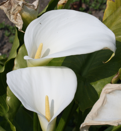 Zantedeschia aethiopica