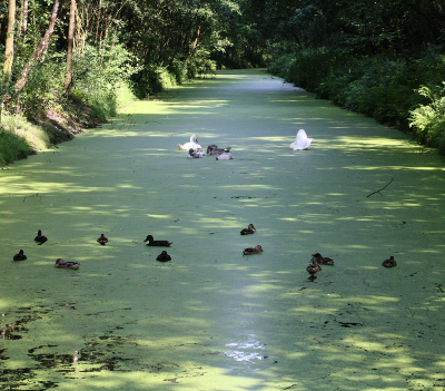 Wasserlinsen, Entengrütze