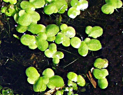 Lemna minor, Kleine Wasserlinse