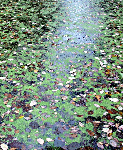 Lemna minor, Lemna minuta, Entengrütze