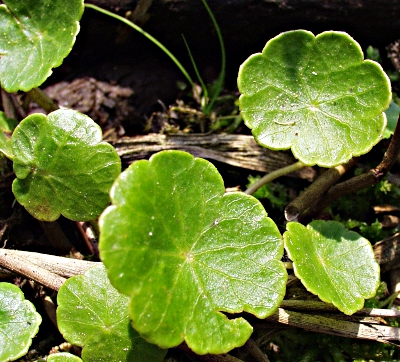 Hydrocotyle vulgaris, Wassernabel, Blätter