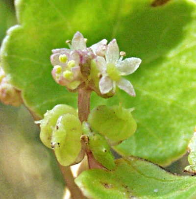 Hydrocotyle vulgaris, Wassernabel, Blüten