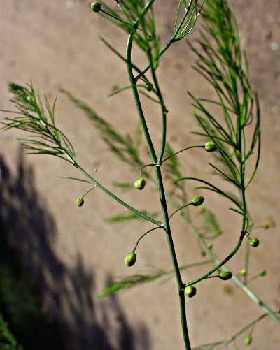 Asparagus officinalis, Spargel