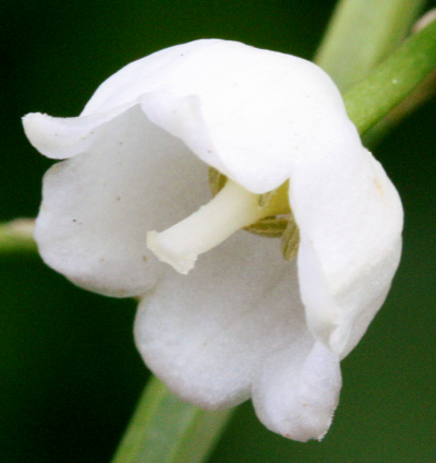 Maiglckchen (Convallaria majalis), Blte
