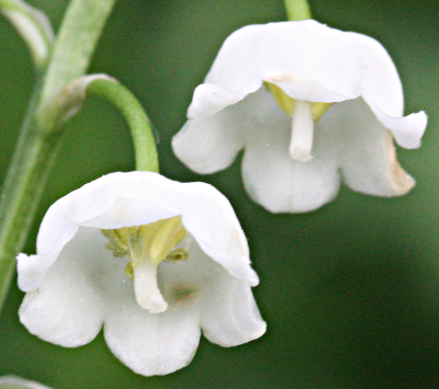 Maiglöckchen (Convallaria majalis), Blüten