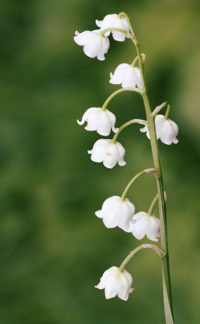 Maiglöckchen (Convallaria majalis), Blütenstand