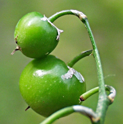 Maiglckchen (Convallaria majalis), Frucht