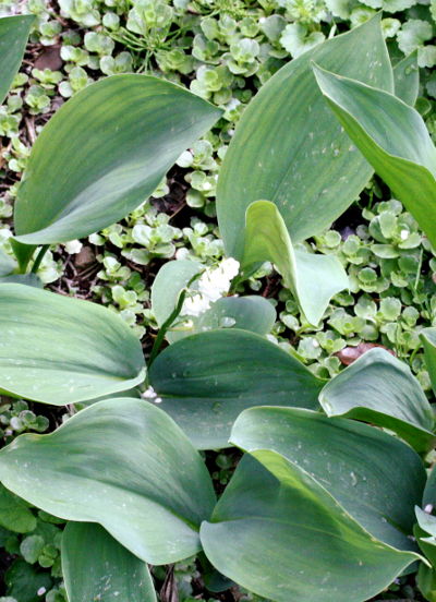 Maiglckchen (Convallaria majalis)