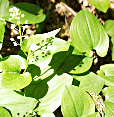Maianthemum bifolium, Zweiblttrige Schattenblume, Bltter