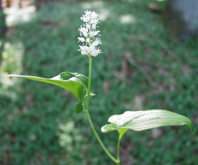 Maianthemum bifolium, Zweiblttrige Schattenblume, Bltenstand
