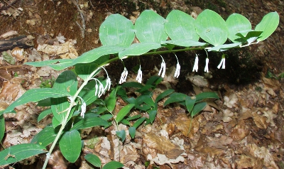 Polygonatum multiflorum, Vielblütige Weißwurz
